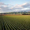 agrotop37