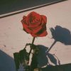 redflower0828