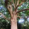 lalbero.di.yod