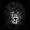 scarface_605