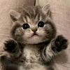 user9586196006931