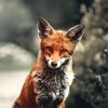 natuurfan2
