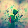 ahmed.khalaf651