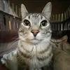 poprostu_kot1