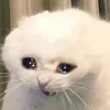 choppercry