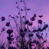 callia_0420