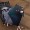 hoag_duc1