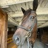 tinsleynhorses