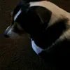 treenx4