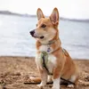 thatcorgisawyer