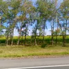 adela_131348