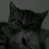 maya_kshddn