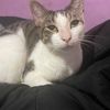 mycatsnameiskitty