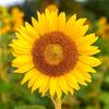 girasol01234