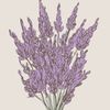 lavender.menace10