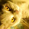 hello__kitty651