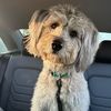 ahsokathehuskypoo