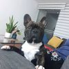 apolofrenchieayg