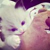 fanzzcyx_