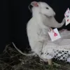 uppuz_