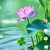 b.cam463