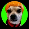 stinkiedashtienie