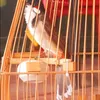 lequang3348