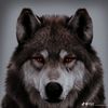abdimalik5374