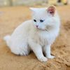 doyfor.miya