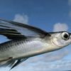 flyingfish55_lt