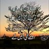 mohabbat4668