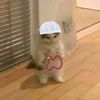kedi_edits0