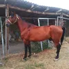baktybek_791