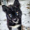 timberthehuski