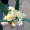 ceyloss09