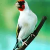 sabri.ahmed103