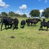greene.farms