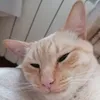 germazavr