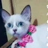 bnabryce