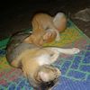 sanusisiregar2