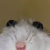 ᶻ 𝗓 𐰁chinhs chur ko bth