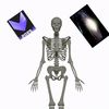 is.skeleton