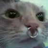 coolastecocacola