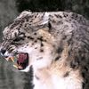 linx_____petriot