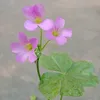 thuannguyen6885