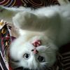 oyen4849