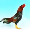 Birds Breeding