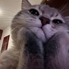 odie_0905