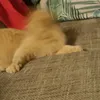 bellaluvspixie