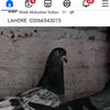 usamaprince752